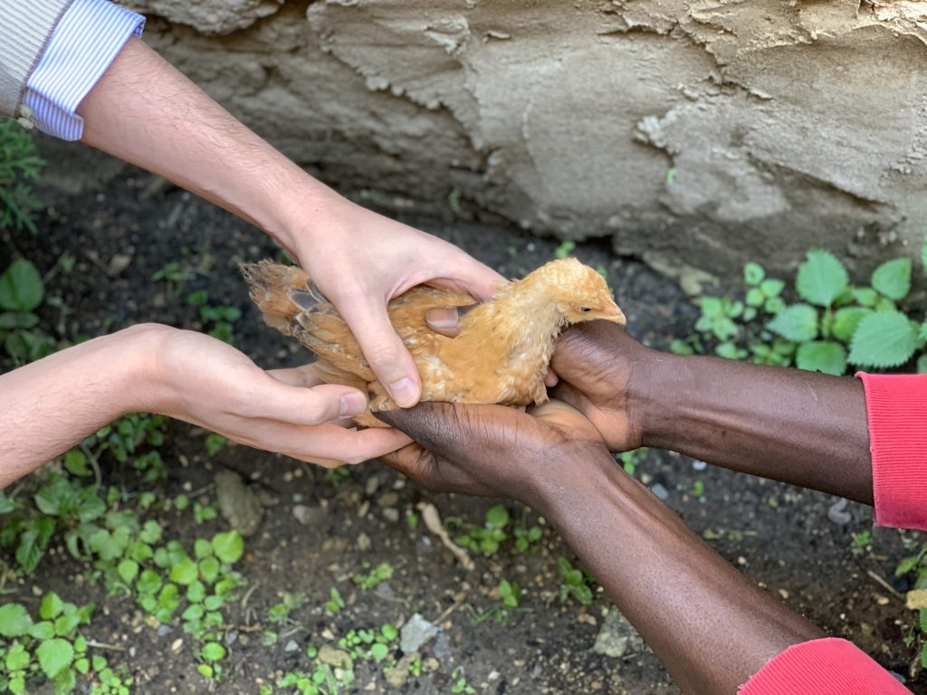 pollaio senegal mashfrog group pollaio senegal mashfrog group